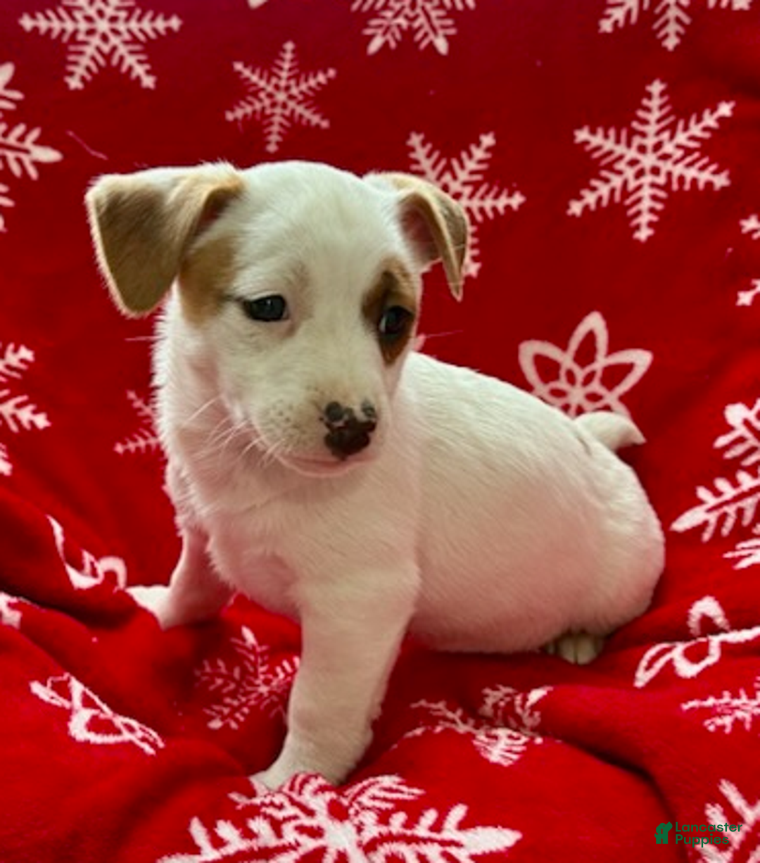 Jack Russell Terrier dogs for sale: Isabelle - Ad 2