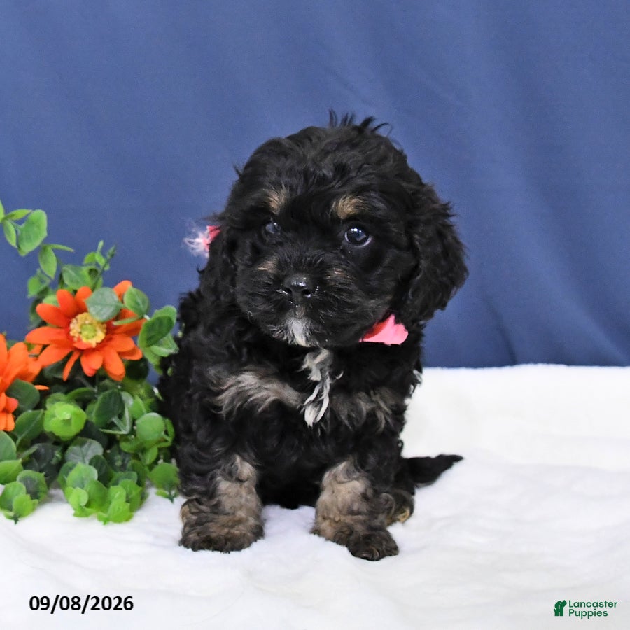Cavapoo dogs Dolly - Ad 2