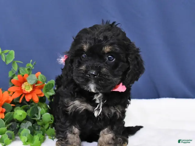 Cavapoo dogs for sale: Dolly - Ad 2