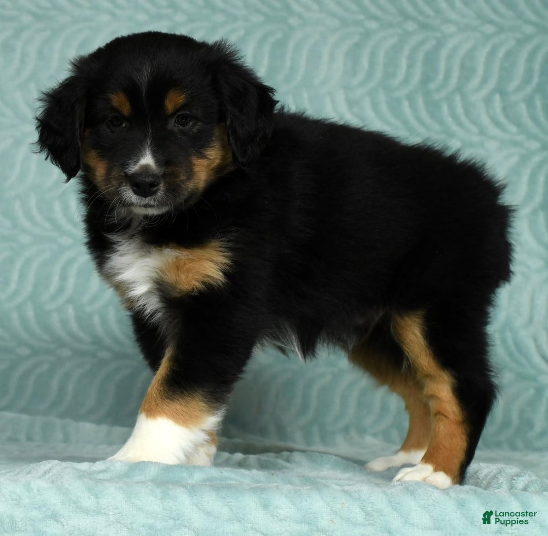 Australian Shepherd dogs for sale: Hank - Ad 5