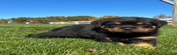 Rottweiler dogs for sale: Rex - Ad 2