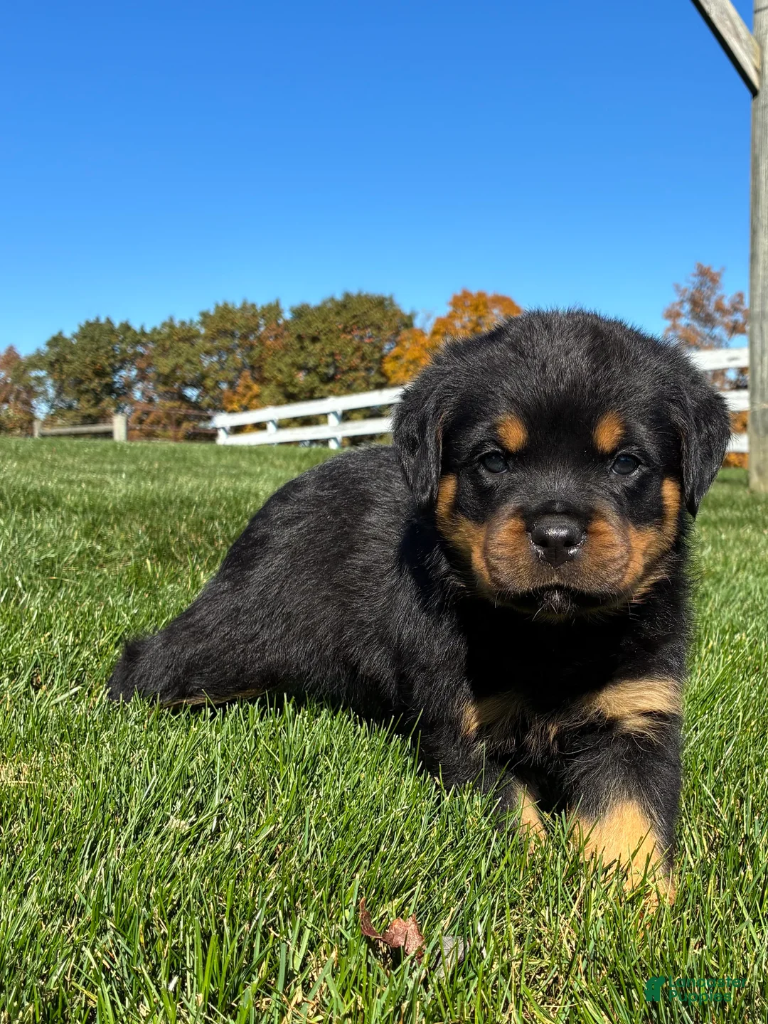 Rottweiler dogs for sale: Rex - Ad 2