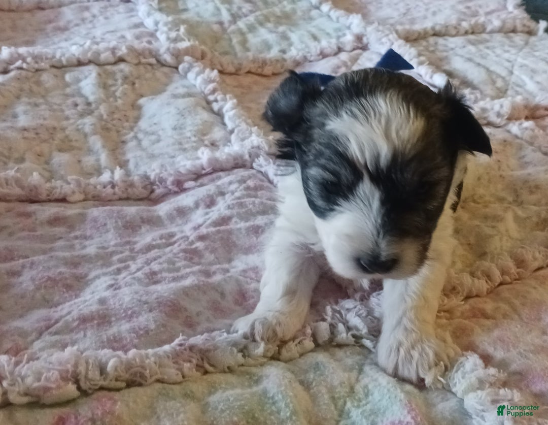 Miniature Schnauzer dogs for sale: Mia's Blue Ribbon Boy  - Ad 6