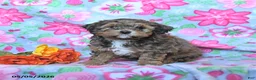 Havapoo dogs for sale: Hunter - Ad 1