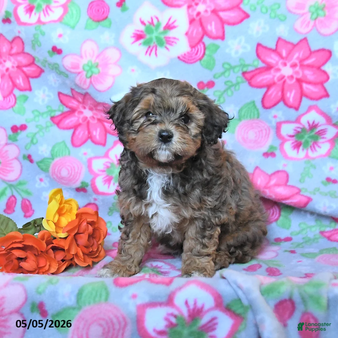 Havapoo dogs for sale: Hunter - Ad 1