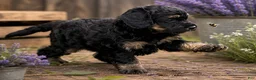 Bernedoodle dogs for sale: Venus - Ad 1