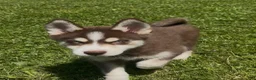 Pomsky dogs for sale: Bentley - Ad 3