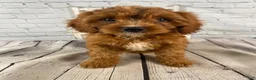 Cavapoo dogs for sale: Lucy - Ad 6