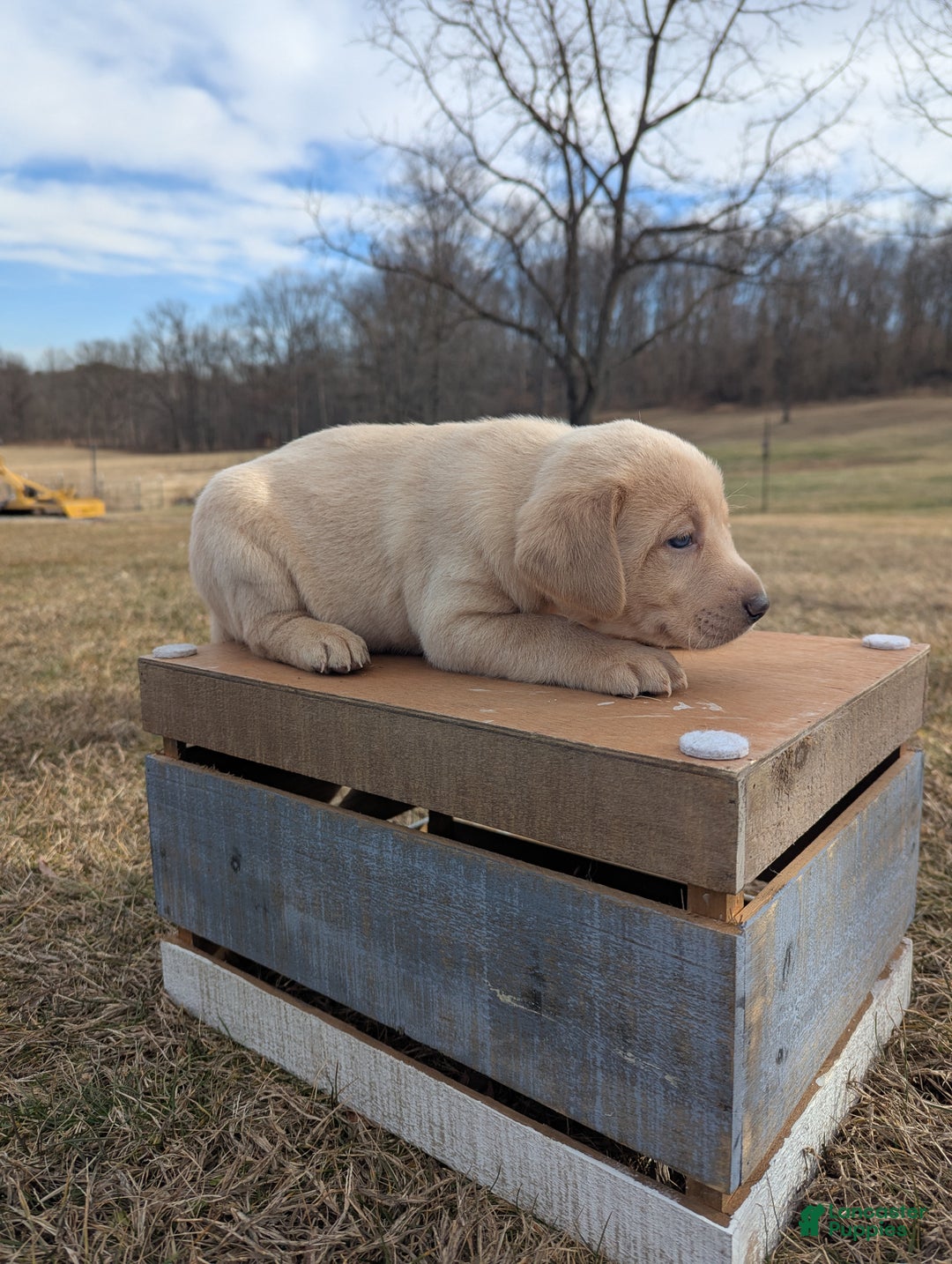 Labrador Retriever dogs for sale: Cooper - Ad 5