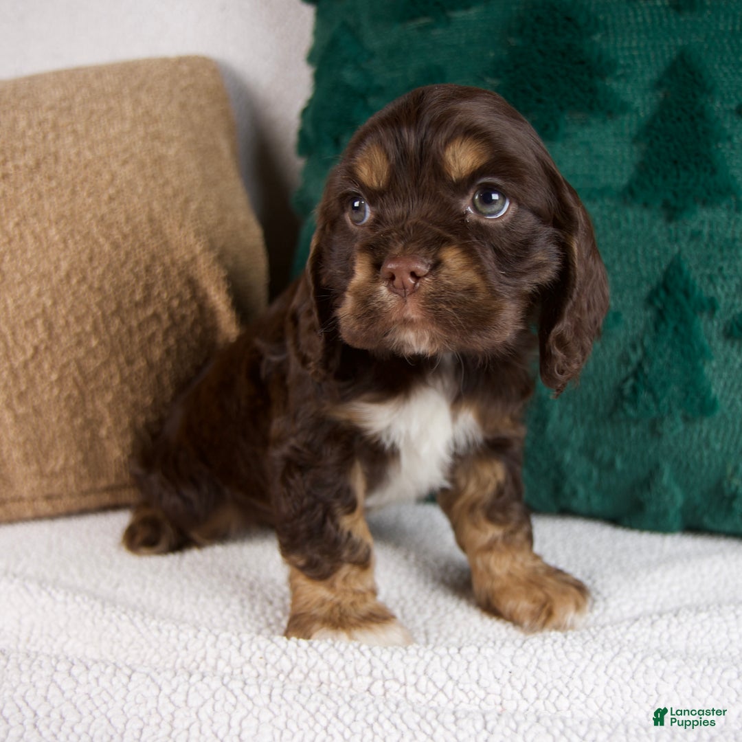 Cocker Spaniel dogs for sale: Rocky - Ad 6