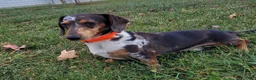 Miniature Dachshund dogs for sale: CeCe - Ad 12