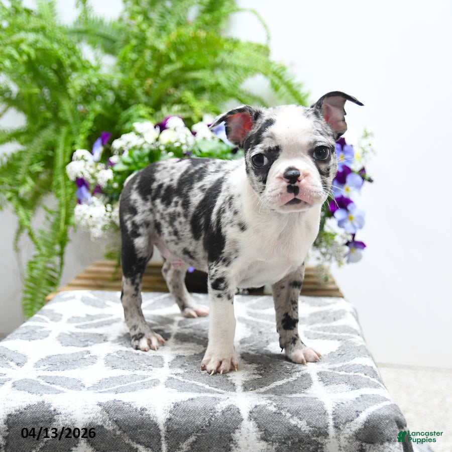 Boston Terrier dogs Kody - Ad 1