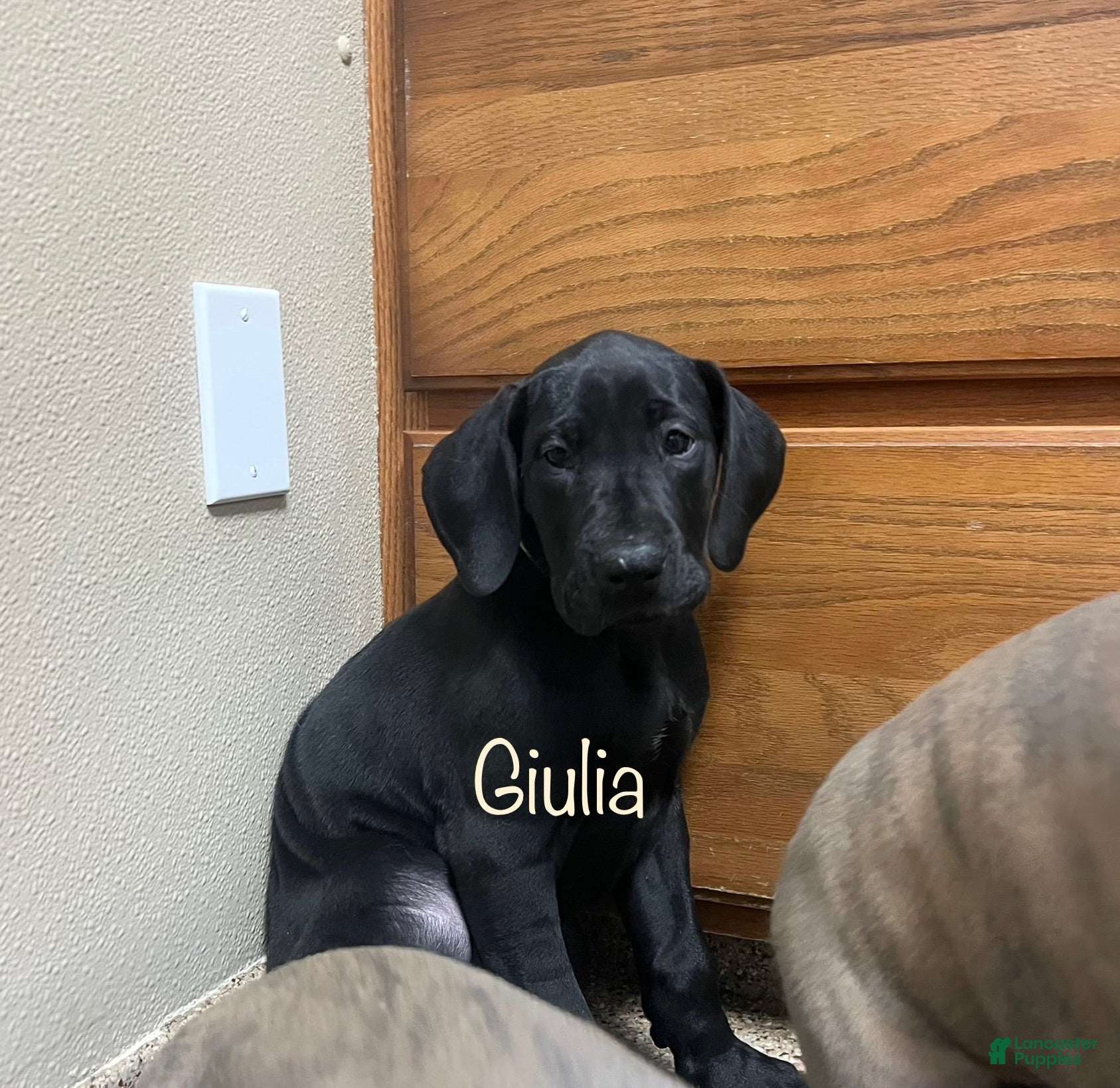 Great Dane dogs Giulia - Ad 2