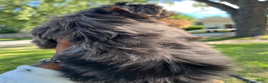 Yorkshire Terrier 1