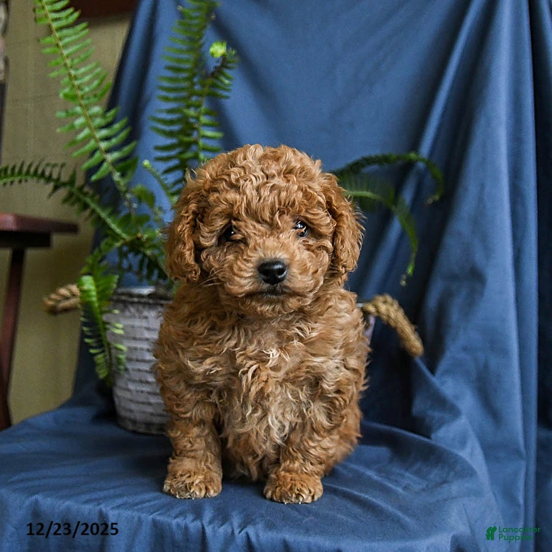 Maltipoo dogs for sale: Coco  - Ad 2