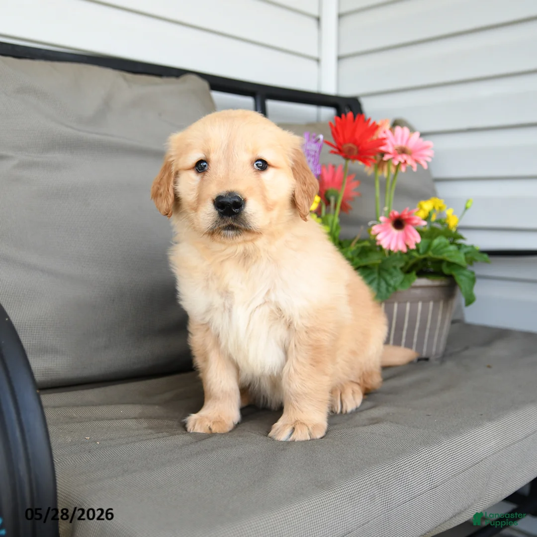 Golden Retriever dogs for sale: Macey - Ad 1