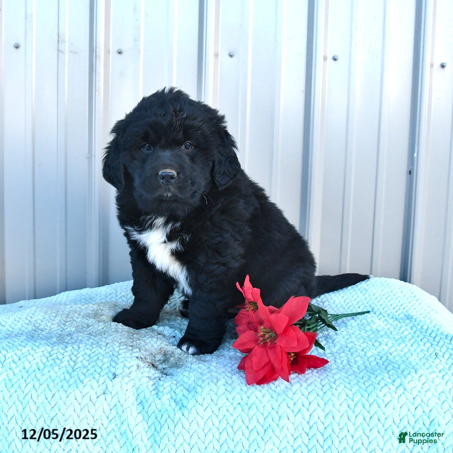 Mixed Breed dogs Candy - Ad 21