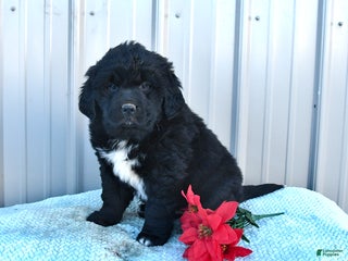 Mixed Breed dogs Candy - Ad 4