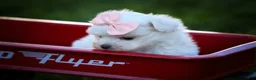Maltese dogs for sale: Melodie 💕  - Ad 16
