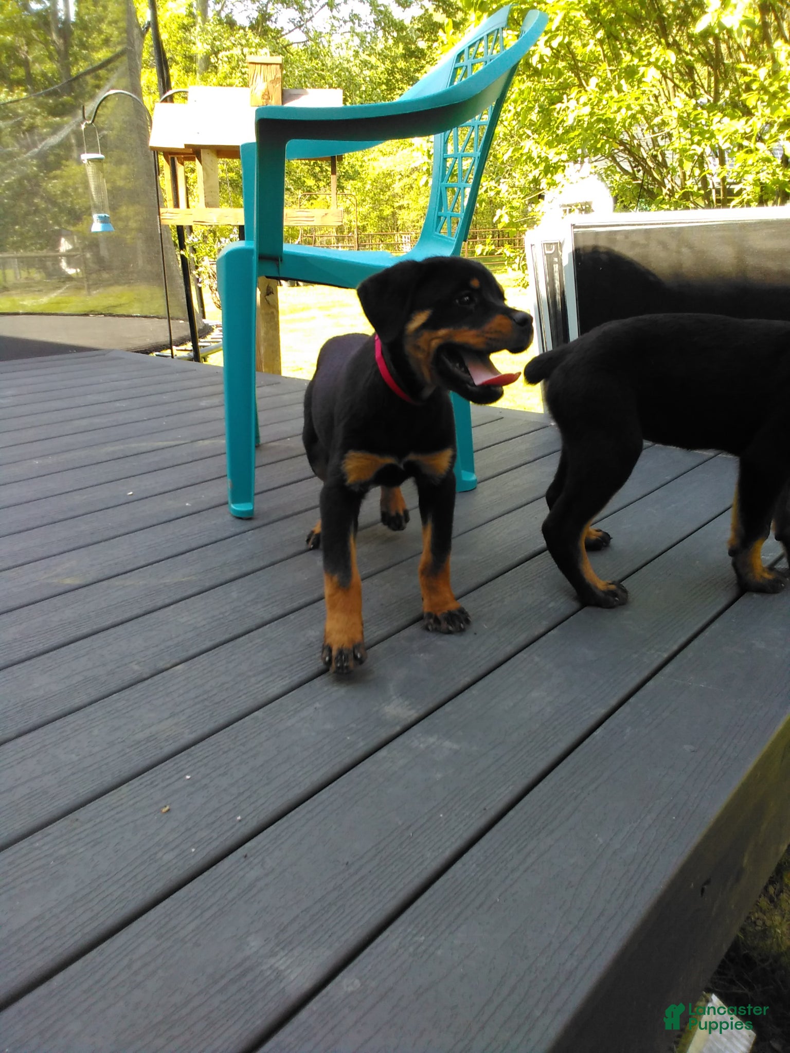 Rottweiler dogs Rottweiler Puppy 2 - Ad 2