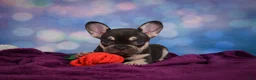 French Bulldog dogs for sale: Debbie - Ad 4