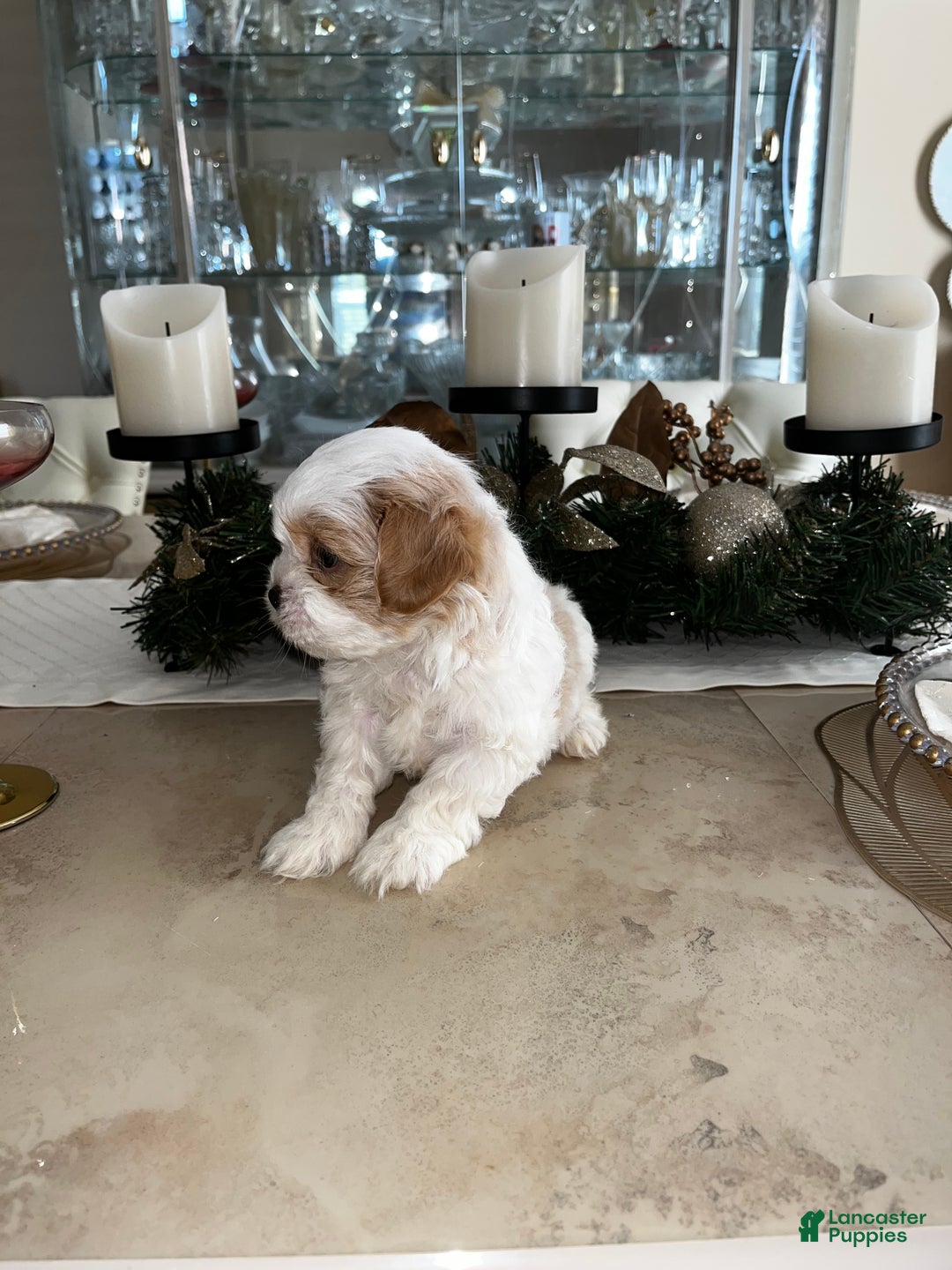 Shih Tzu dogs for sale: Clover - Ad 14