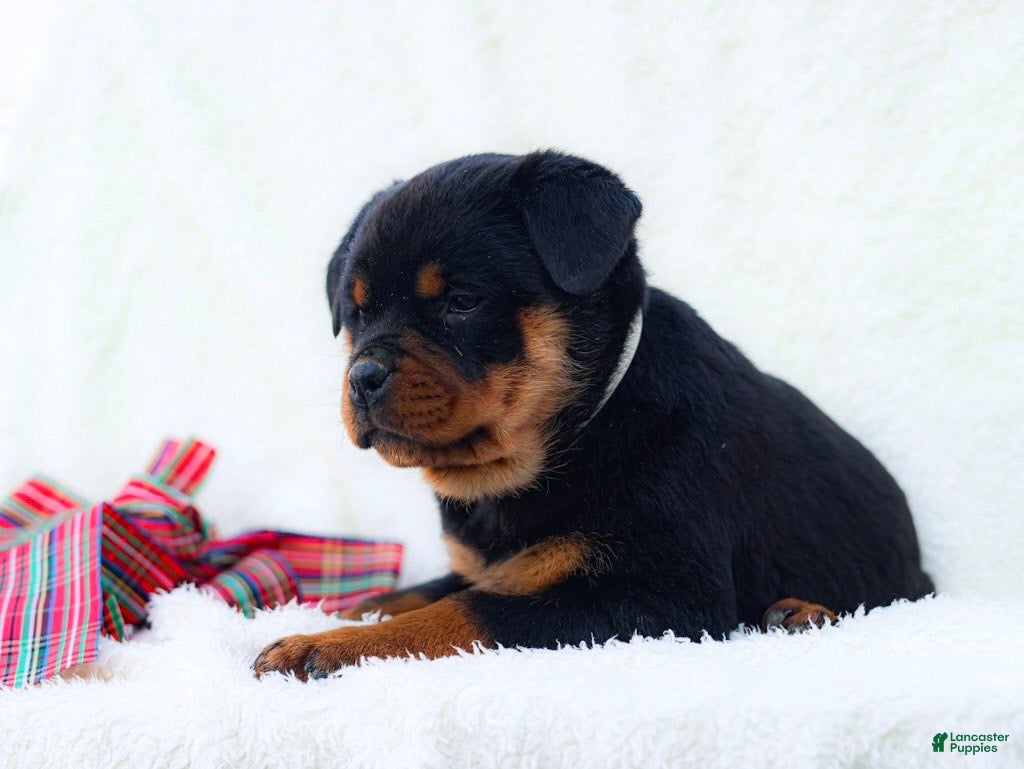 Rottweiler dogs Tara - Ad 1