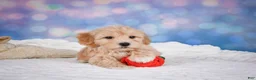 Maltipoo dogs for sale: Ginger - Ad 10