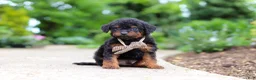 Cavapoo dogs for sale: Ash - Ad 3