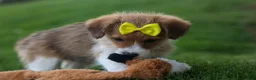 Corgipoo dogs for sale: NOEL - Ad 13
