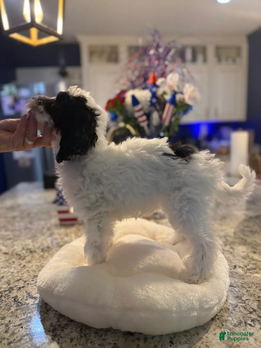 Mini Goldendoodle dogs for sale: Ahsoka - Ad 2