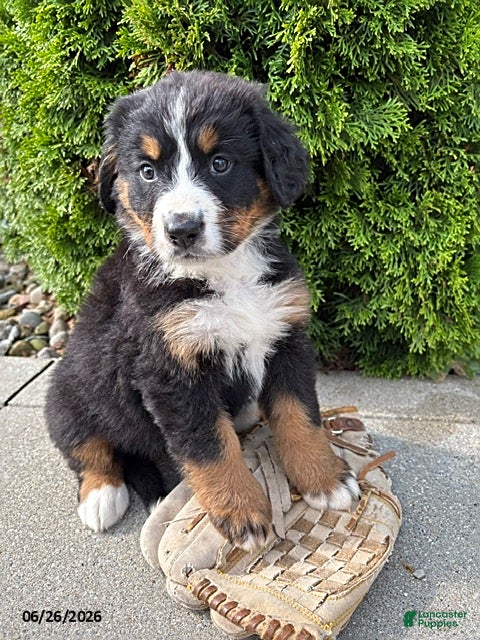 Bernese Mountain Dog dogs Bella - Ad 2