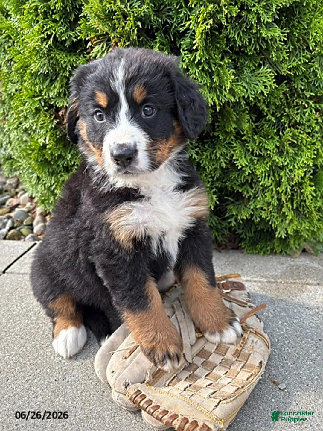 Bernese Mountain Dog dogs for sale: Bella - Ad 2