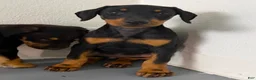 Doberman Pinscher dogs for sale: Diabla Blk F - Ad 5