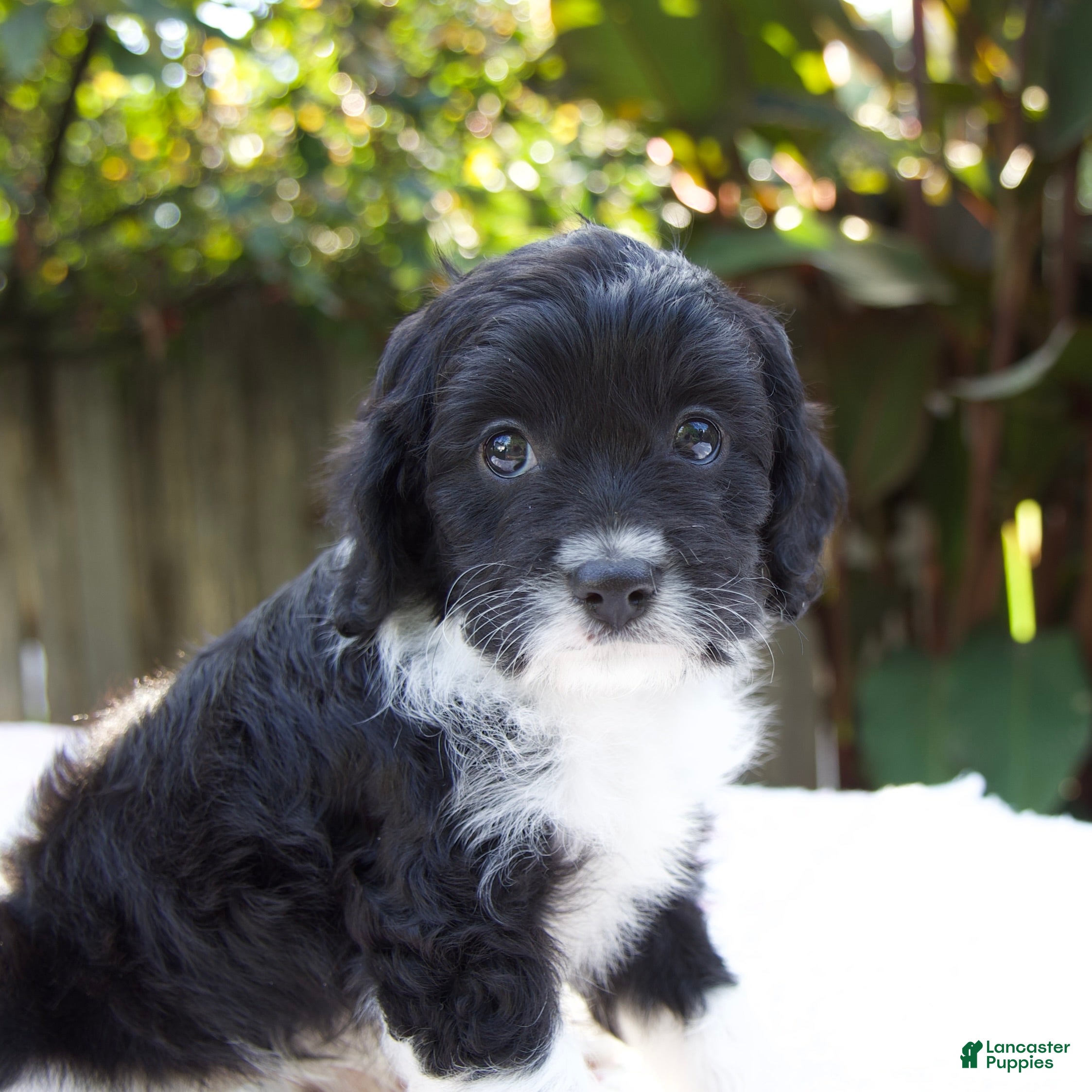 Cavapoo dogs Felix - Ad 1