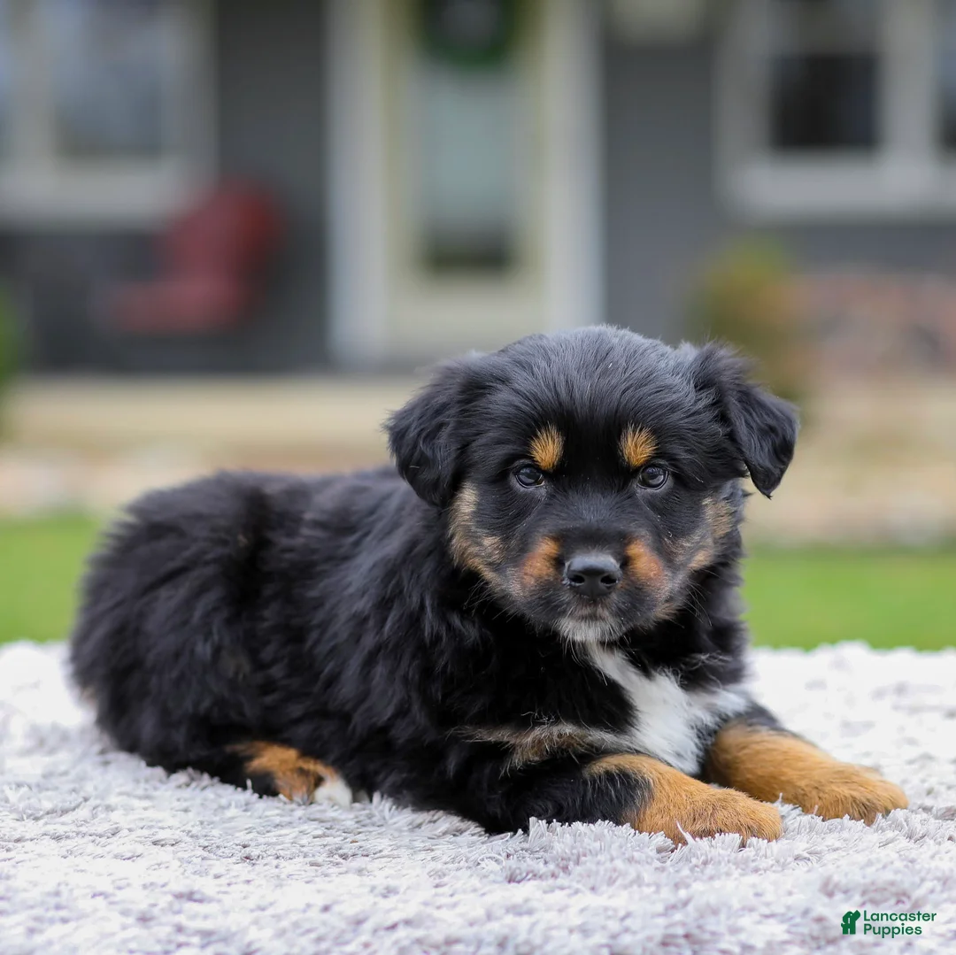Australian Shepherd dogs for sale: Barbie - Ad 2