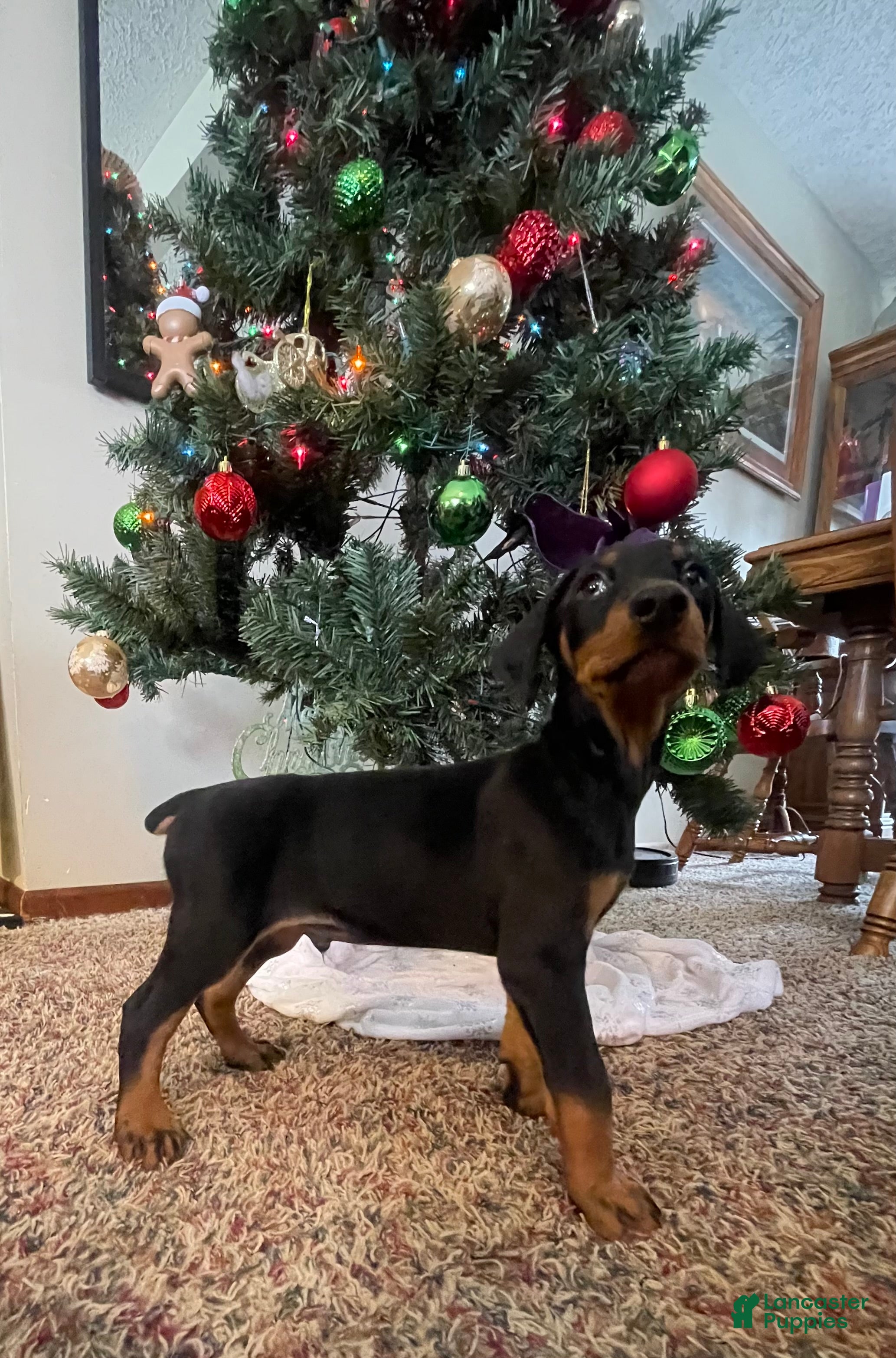 Doberman Pinscher dogs Halen - Ad 5