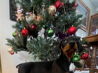 Doberman Pinscher dogs Halen - Ad 5