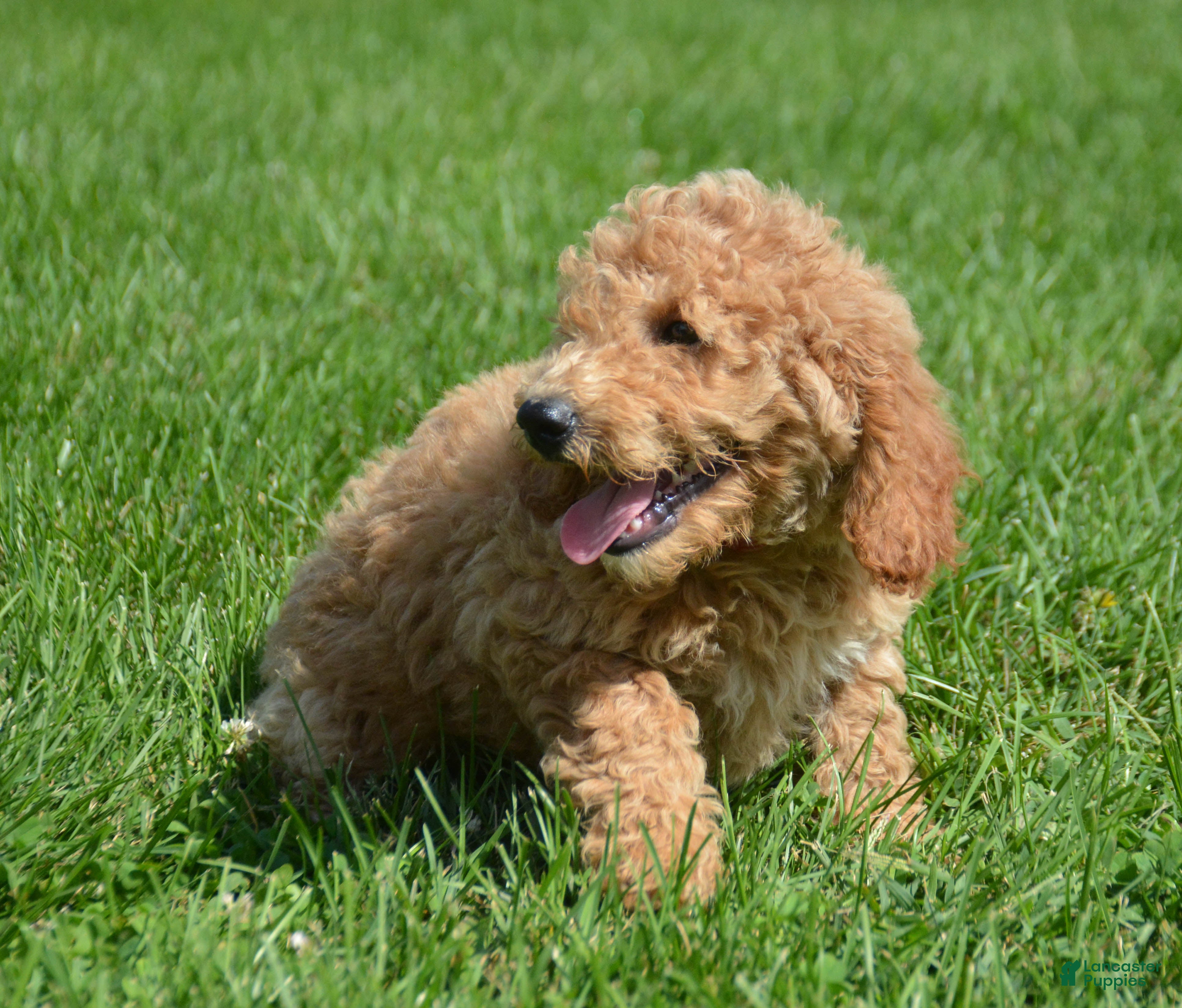 Mini Goldendoodle dogs Dotty Mini Goldendoodle 2 - Ad 1