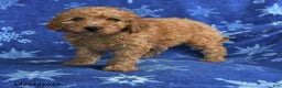 Mini Goldendoodle dogs for sale: Emma - Ad 2