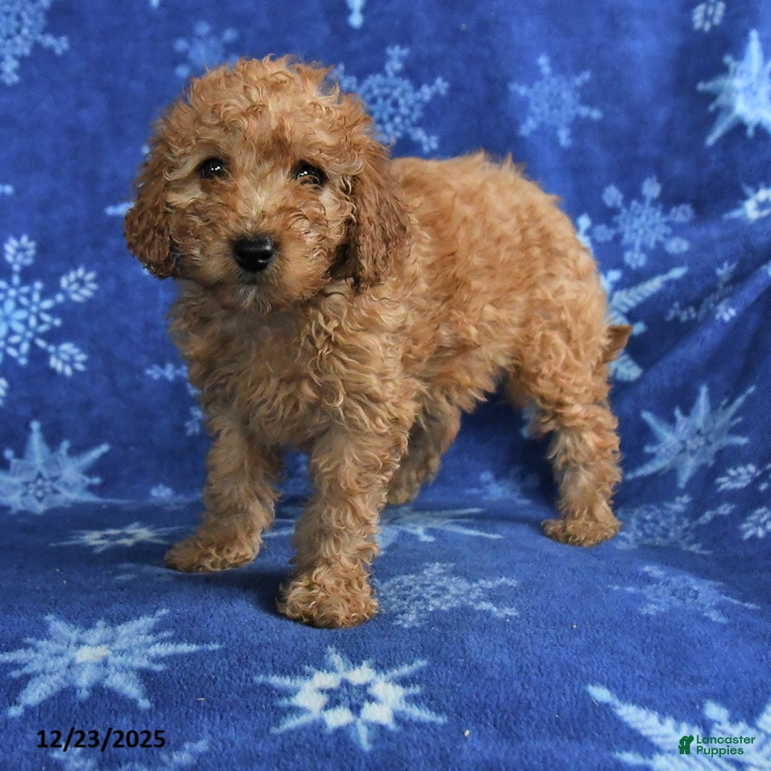 Mini Goldendoodle dogs for sale: Emma - Ad 2