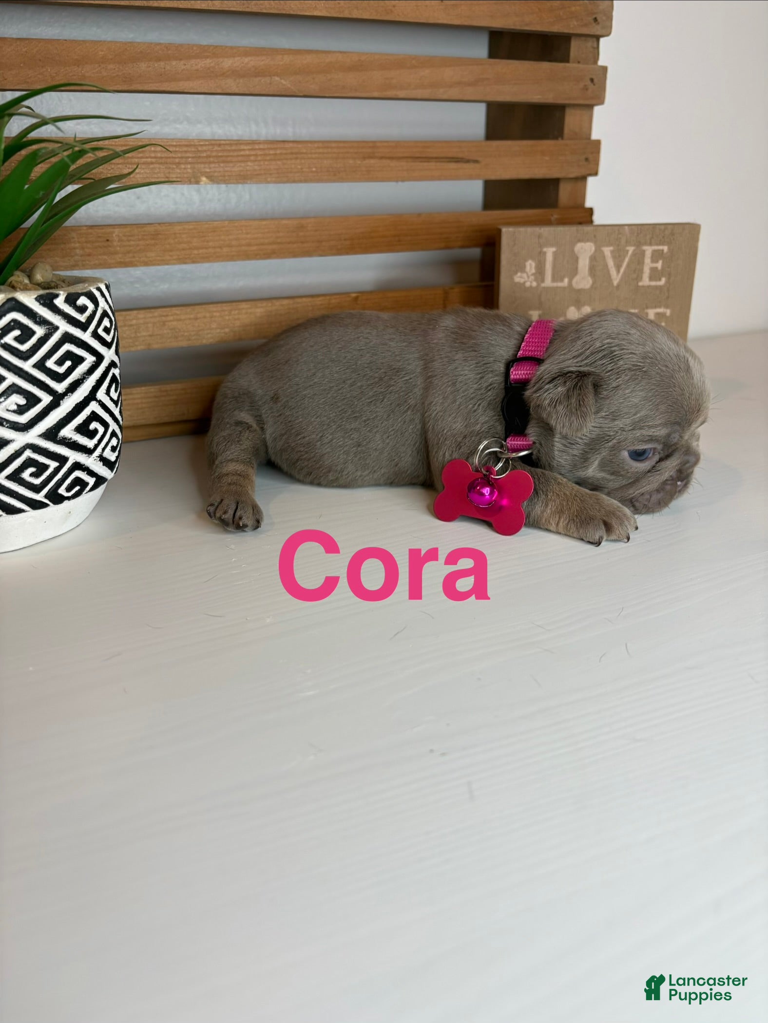 French Bulldog dogs Cora - Ad 29