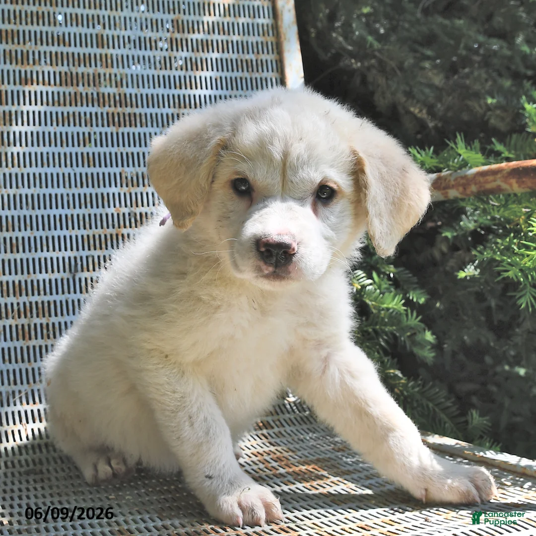 Great Pyrenees dogs for sale: Angel - Ad 3