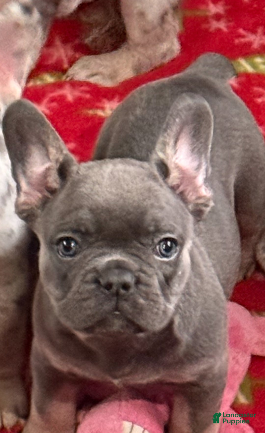 French Bulldog dogs for sale: Blue - Ad 2
