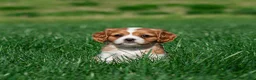 Cavalier King Charles Spaniel dogs for sale: Shane Cavalier King Charles Spaniel Puppy  - Ad 3