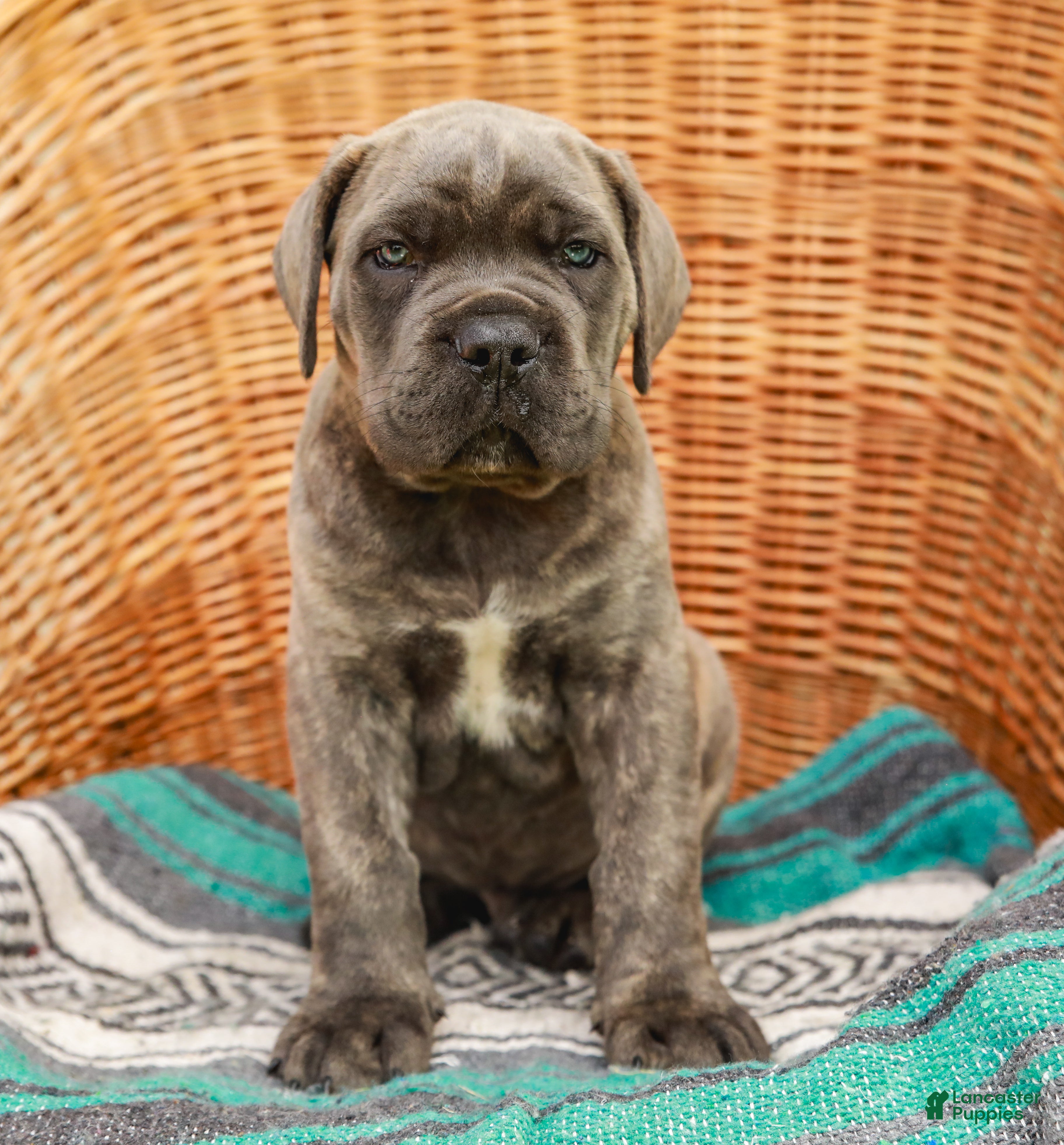 Cane Corso dogs Diesel (Champion Bloodlines) - Ad 1