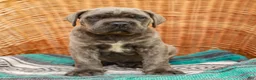 Cane Corso dogs for sale: Diesel (Champion Bloodlines) - Ad 3