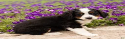 Mini Bernedoodle dogs for sale: Dexter  - Ad 2