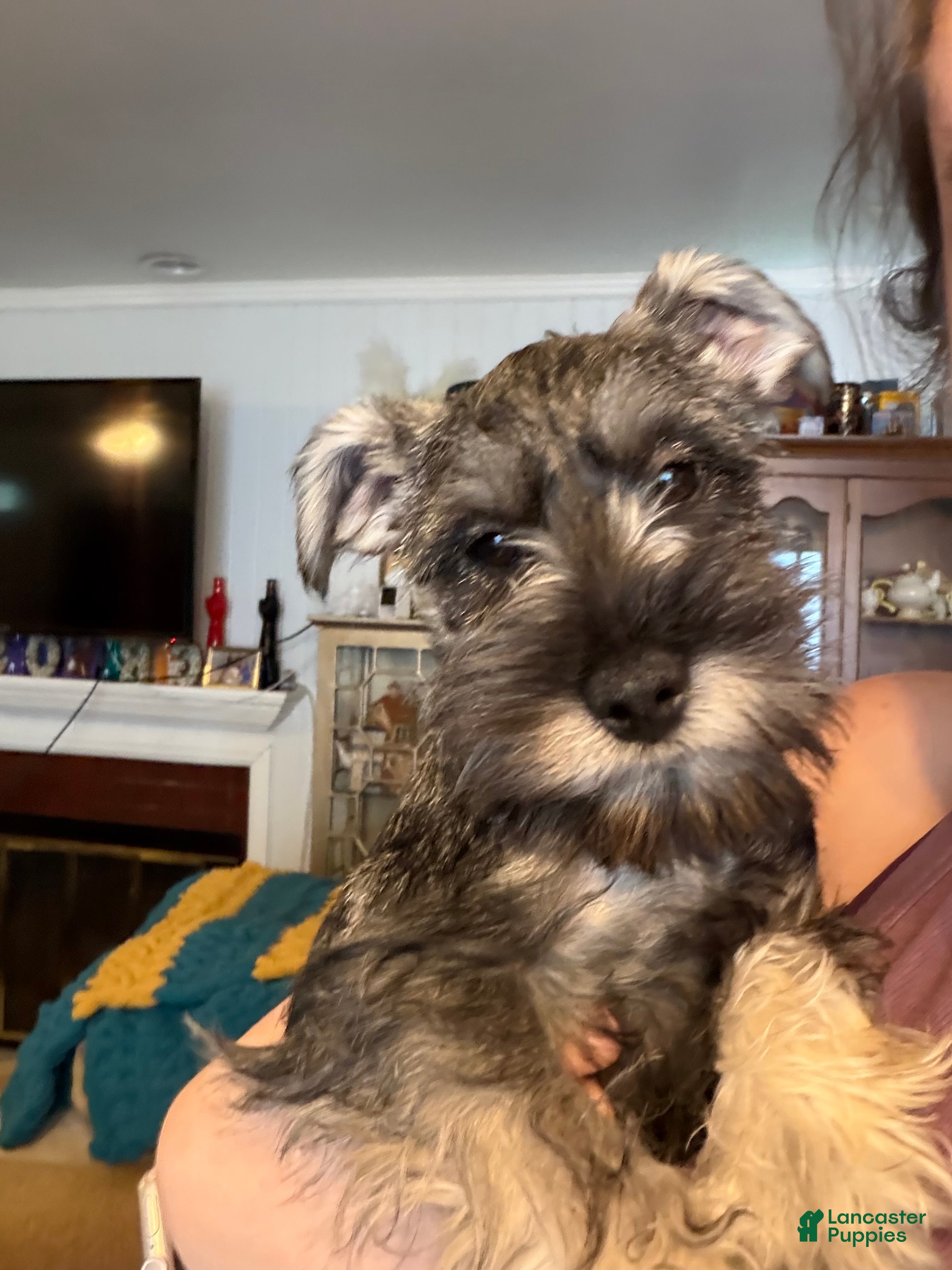 Miniature Schnauzer dogs "Roo" - Ad 1