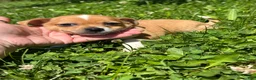 Chihuahua dogs for sale: Robert - Ad 4